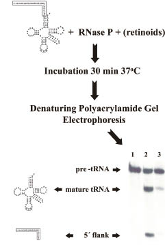 2419Fig2.pdf