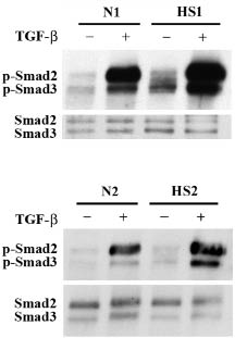 2498Fig2.tif