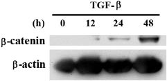 2498Fig4.tif