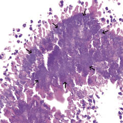 2504fig3.tif