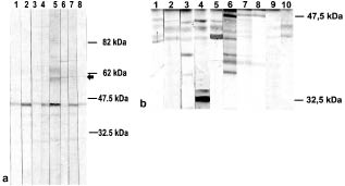 2610fig2.tif