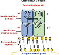 3320fig2.tif