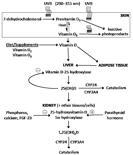 Factors Influencing Vitamin D Status Html Acta Dermato