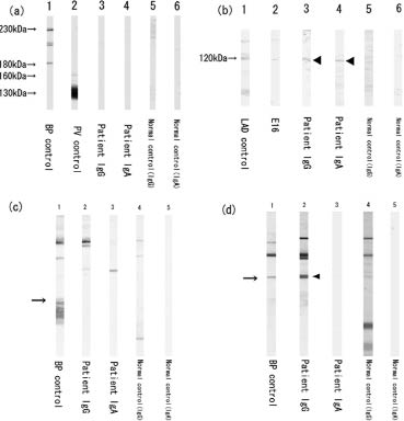 3330Fig3.tif