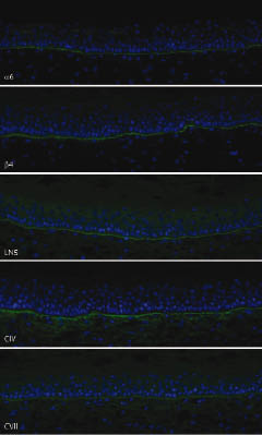 3433fig3.tif