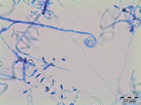 3493fig2.tif