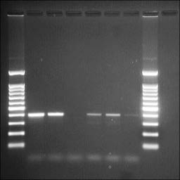 3493fig3.tif