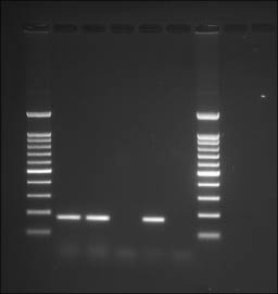 3493fig4.tif