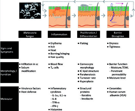 Hair And Scalp Conditions Chart