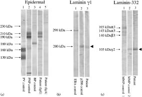 3724fig2.tif