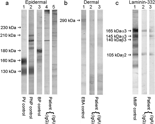 3979Fig2.tif