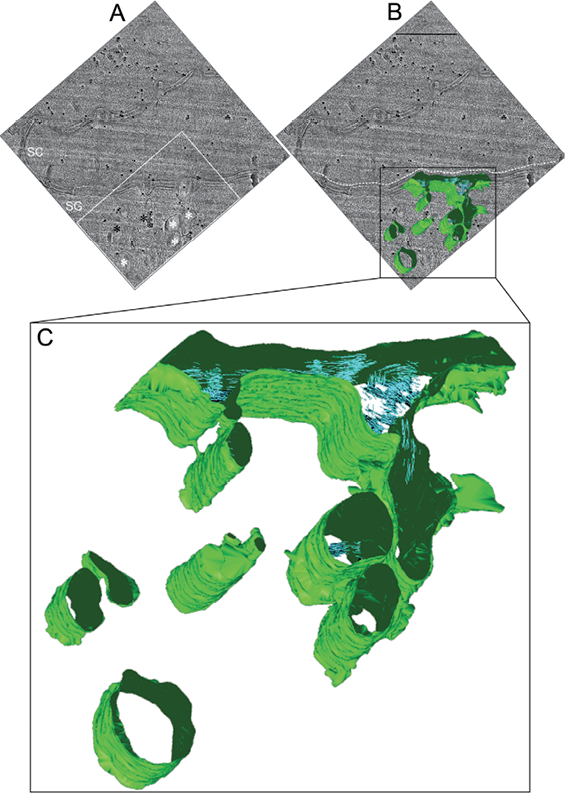 4539fig2.tif