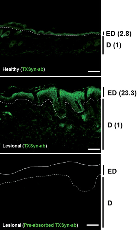 4724fig4.tif