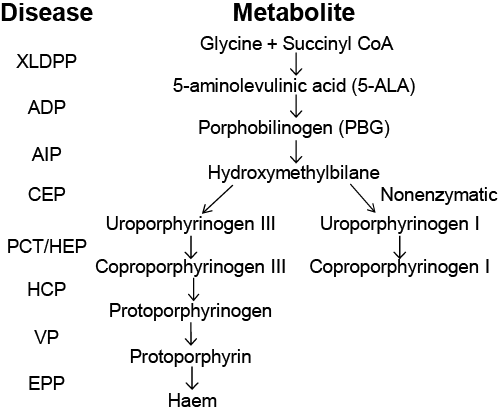 Porphyria Chart