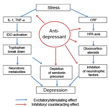 Antidepressant Washout Chart