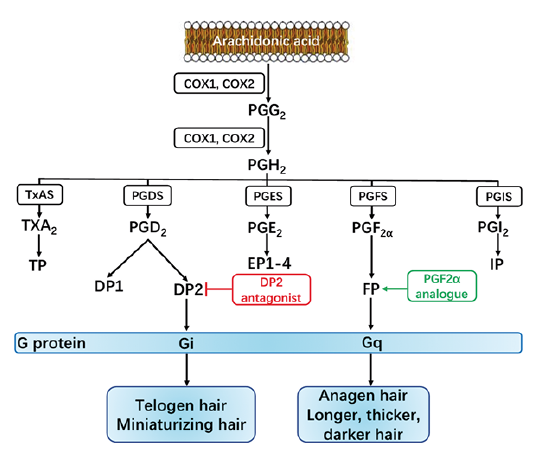 Prostanoids and Hair Follicles: Implications for Therapy of Hair Disorders | HTML | Acta Dermato-Venereologica Prostanoids and Hair Follicles: Implications for Therapy of Hair Disorders | HTML | Acta Dermato-Venereologica