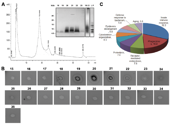 Identification of Antibacterial Components in Human Hair Shafts | HTML | Acta Dermato-Venereologica Identification of Antibacterial Components in Human Hair Shafts | HTML | Acta Dermato-Venereologica